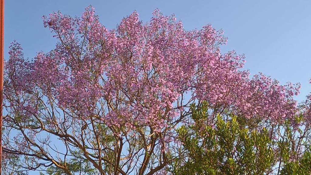 SantʼAntìoco La Jacaranda酒店 外观 照片